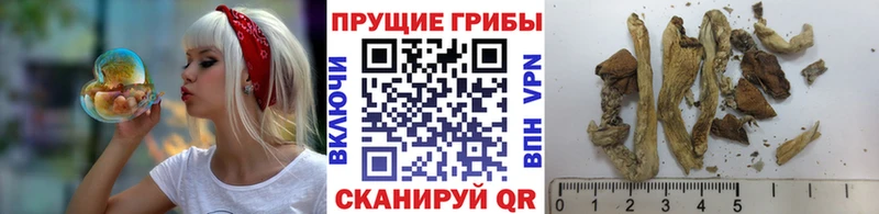 Галлюциногенные грибы ЛСД Будённовск